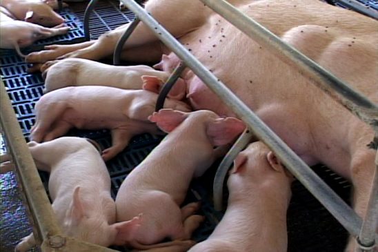 Porcino Palmas Altas, vanguardia en la utilización de microorganismos eficientes en la producción animal // Foto Archivos RG
