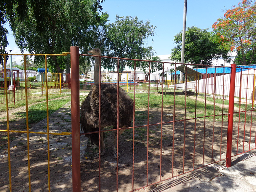 Uno de los animales que más llama la atención es el avestruz // Foto Marlene Herrera