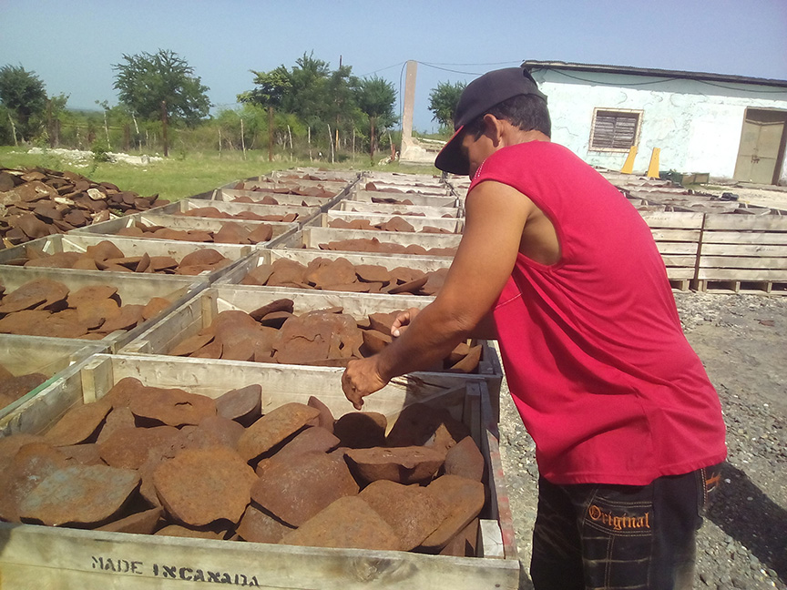 La Empresa de Logística AZUMAT, garantiza los aseguramientos requeridos para las producciones y servicios del Grupo azucarero AZCUBA // Foto Lilian Salvat