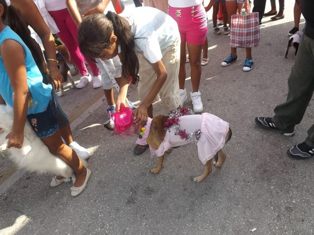 Las mascotas desfilaron en el paseo del INDER // Foto Liliam Salvat