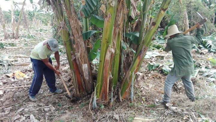 En plena faena en el campo // Foto Carlos Gallardo