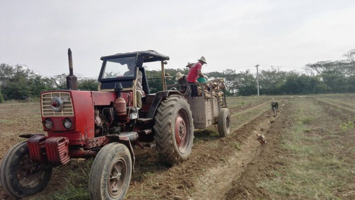 Los trabajadores del INDER vinculados a las labores agrícolas // Foto Carlos Gallardo
