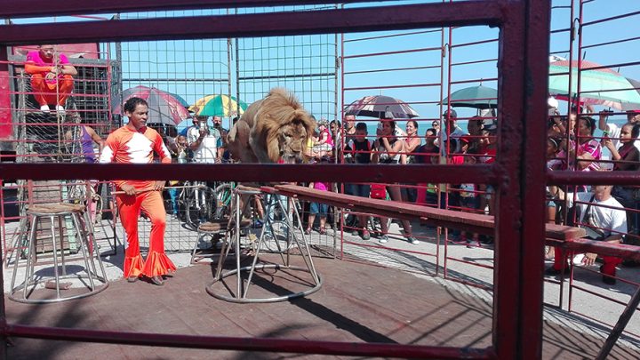Varios números fueron aplaudidos, especialmente la actuación del león y su domador // Foto Marlene Herrera