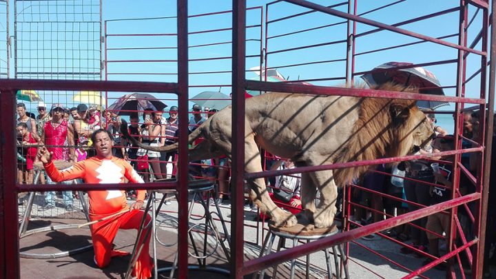 Entre lo más actractivo del comienzo del verano la presentación del circo // Foto Marlene Herrera