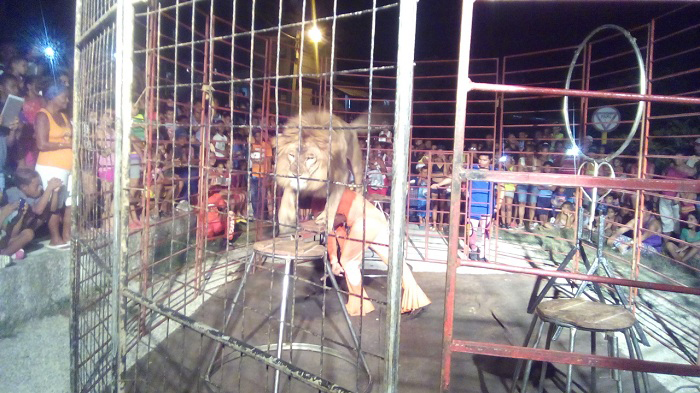 El león King que mostró las habilidades junto a su domador Jorge Luis, una de las principales atracciones // Foto Eliexer Peláez
