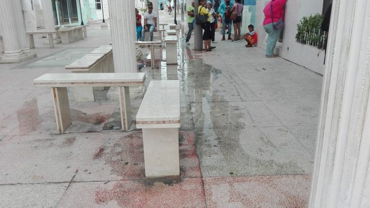 Se precisa redoblar los esfuerzos para minimizar y eliminar estos ya casi habitantes de la ciudad // Foto Marlene Herrera