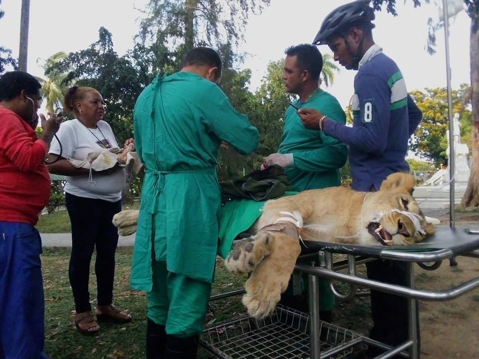 Médico veterinario Karel Varela Figueredo explica que “Preparamos el lugar, allí mismo en el parque, fue una cirugía de campo; y pasadas dos horas aproximadamente: mientras cedamos, anestesiamos, la conducta a seguir con un felino, concluimos el proceso" // Foto Tomada de perfil Facebook de José Ortiz