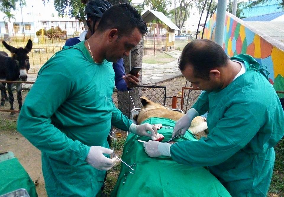 Los médicos veterinarios Karel Varela Figueredo y Yanquiel Ramírez Pérez asistieron quirúrgicamente a la leona // Foto Tomada de perfil Facebook de José Ortiz