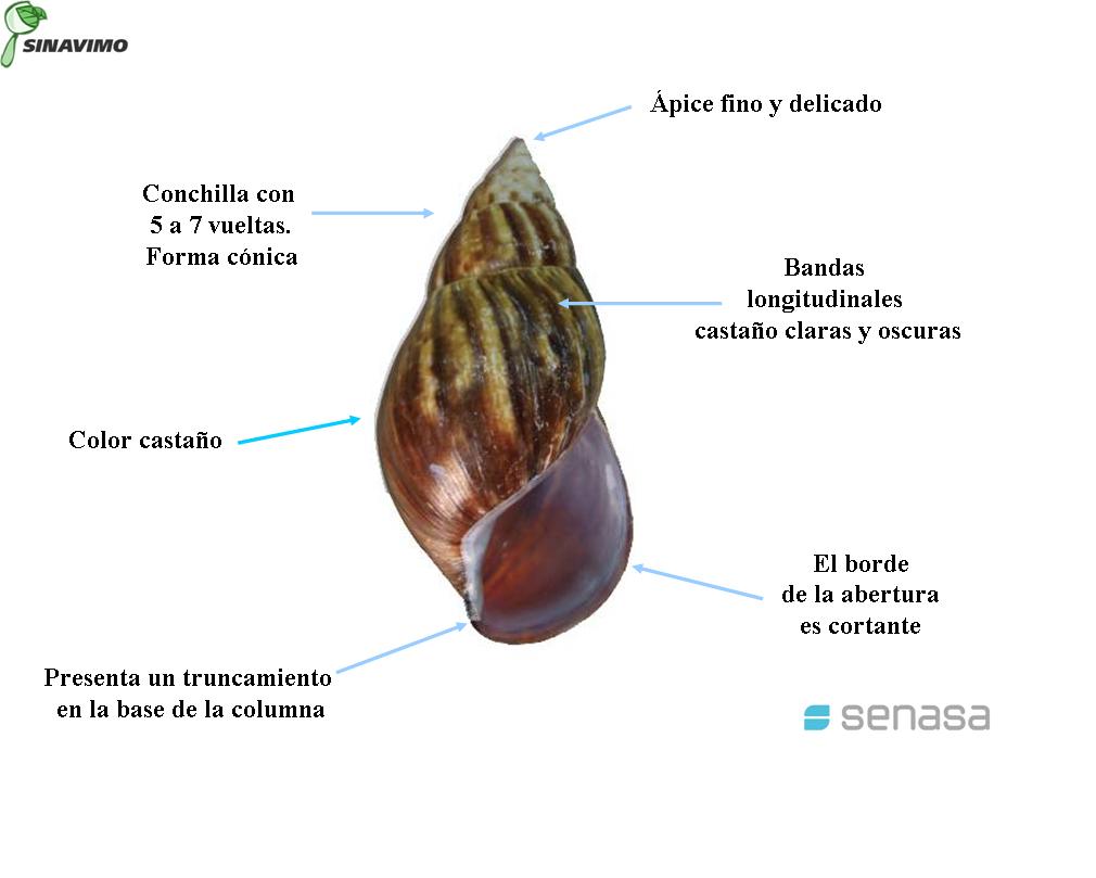 Características morfológicas del Caracol Gigante Africano. Fuente: Servicio Nacional de Sanidad y Calidad Agroalimentaria (Senasa), Argentina