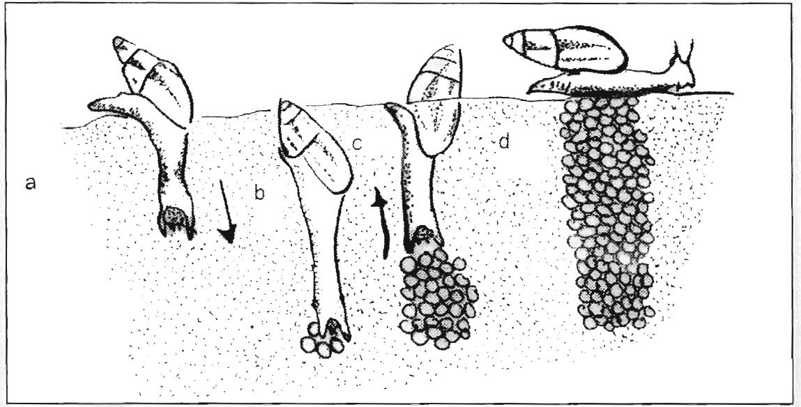 Puestas en época reproductiva del caracol gigante africano. Fuente: Ficher, M. (2010). O caramujo gigante africano Achatina fulica no Brasil / Costa – Curitiba: Champagnat. ISBN 978-85-7292