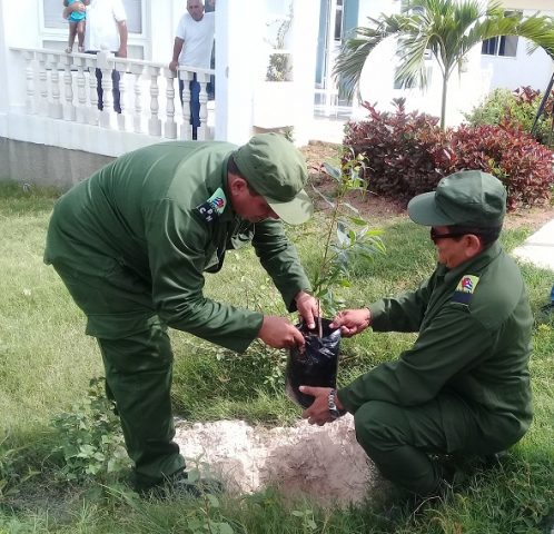 Los máximos dirigentes del Partido y el gobierno en Manzanillo sembraron una de las  66 posturas de Uva Negra, árbol resistente cuyos frutos además del consumo humano // Foto Carmen León