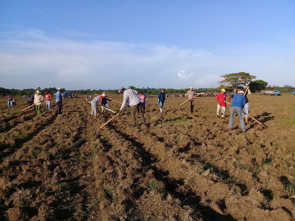 Realización de trabajo voluntario por trabajadores de diferentes organismos del municipio // Foto Denia Fleitas