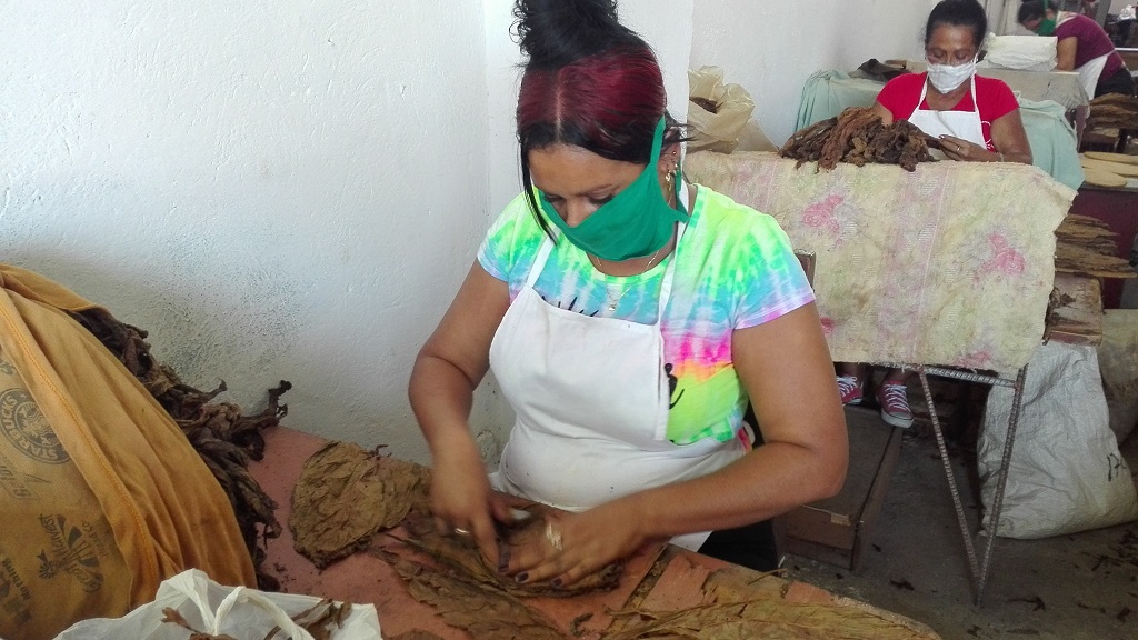 Doce trabajadoras se encargan del despalillo // Foto Marlene Herrera