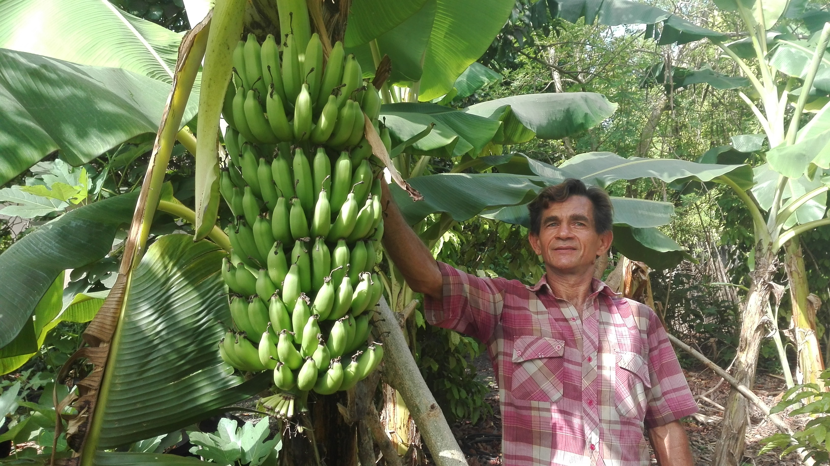 Del sacrificio se obtienen buenos frutos. Una muestra de los fongos que ya disfrutan en la mesa familiar // Foto Marlene Herrera