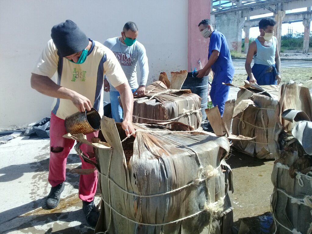 Humedecer la hoja es esencial para evitar su ruptura en el despalillo // Foto Denia Fleitas Rosales