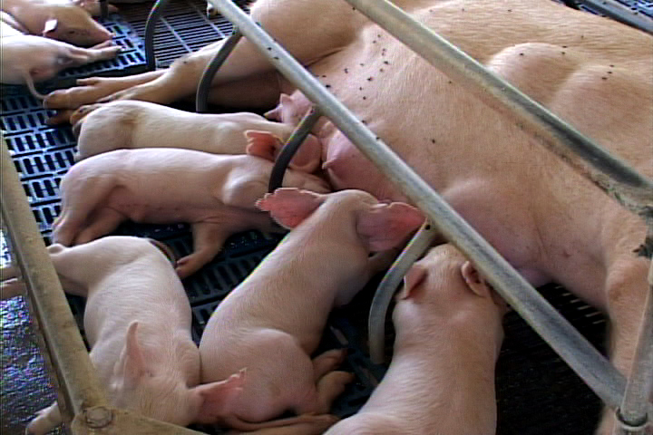 Porcino Palmas Altas, vanguardia en la utilización de microorganismos eficientes en la producción animal // Foto Archivos RG