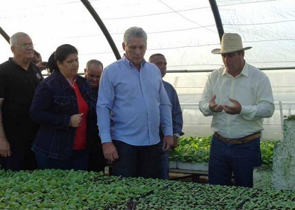 Constató Díaz-Canel avances en el cultivo de tabaco Virginia