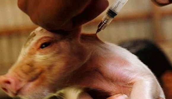 Cuba se prepara para lanzar al mercado vacuna contra la peste porcina