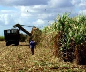 Zafra cubana logra mayor producción en los últimos 20 años, según directivos