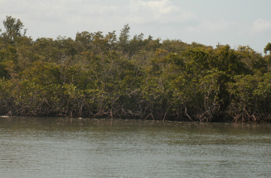 Manglar