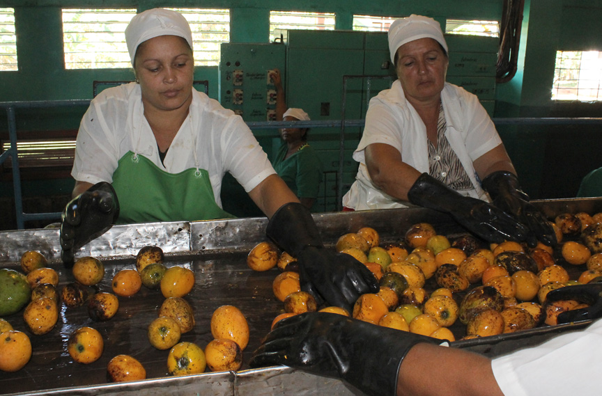 Entrega, calidad y dedicación, premisa de Fábrica de Conservas La Manzanillera  // Foto Marlene Herrera