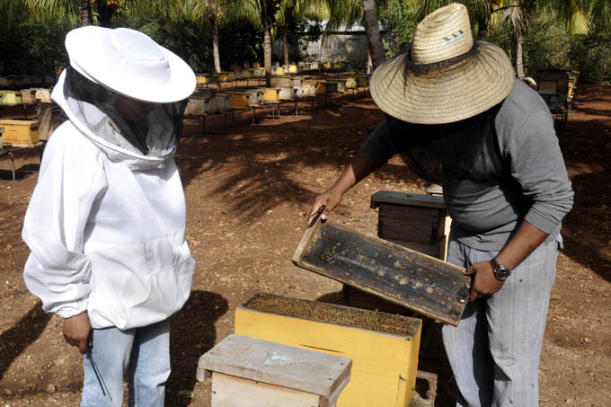 Centro de Abeja Reina // Foto Archivos RG