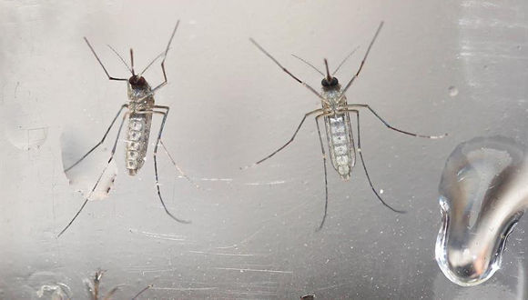 Mosquitos Aedes Aegypti, causantes del zika, el dengue y la chikungunya. Foto: EFE.