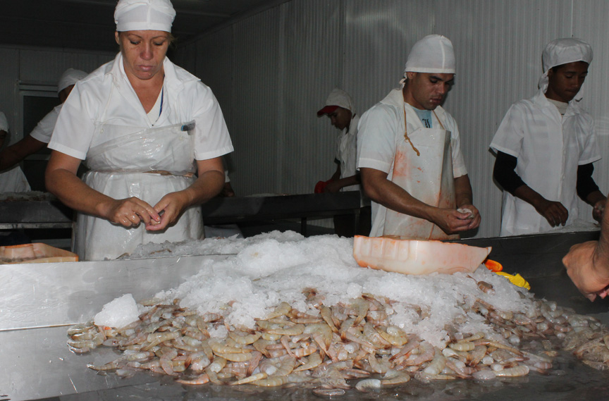 Continúan sobrecumplimientos en la empresa pesquera industrial de Granma // Foto Marlene Herrera