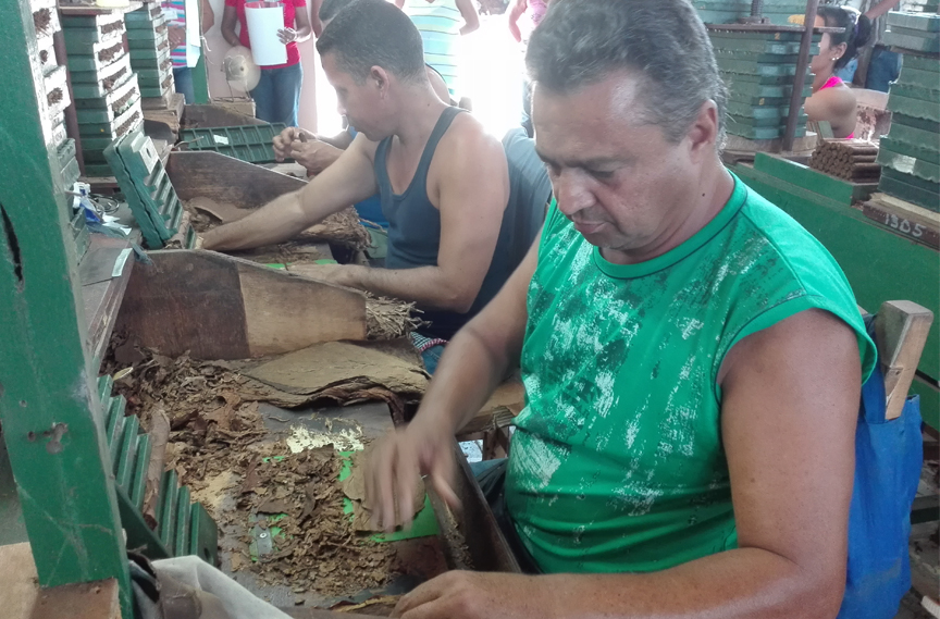 Reconocimiento Nacional a tabacaleros manzanilleros // Fotos Marlene Herrera