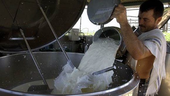 En este logro influyó haber logrado una mayor estabilidad en la alimentación de la masa ganadera y solucionar a tiempo las afectaciones originadas por la sequía. Foto: ACN