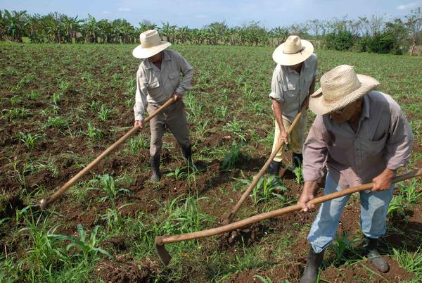Integrantes de la Cooperativa de Créditos y Servicios (CCS) Raúl Suárez Martínez, de la Asociación Nacional de Agricultores Pequeños (ANAP), realizan tareas de deshierbe de maíz, en el Consejo Popular Parque Alto, del municipio Rodas, provincia de Cienfuegos, Cuba, 16 de mayo de 2014. AIN FOTO/Modesto GUTIÉRREZ CABO/rrcc