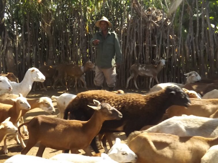 El cultivo y cuidado de plantas proteicas para el consumo animal fue uno de los temas de las ponencias // Foto Archivo RG