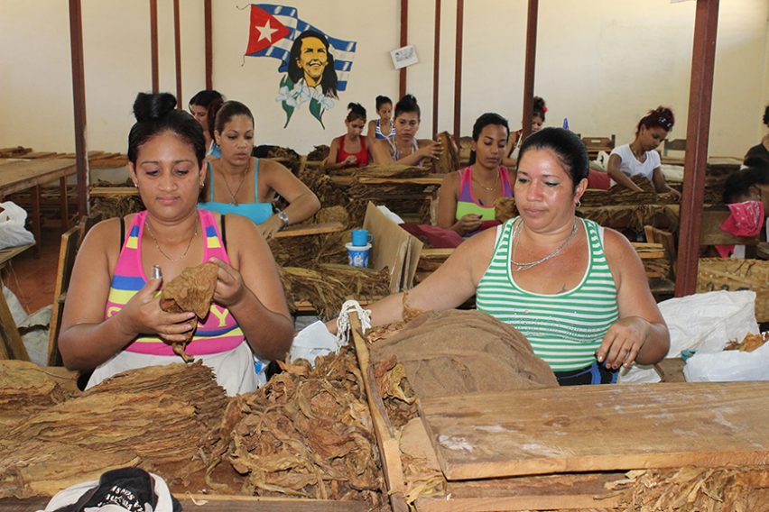 Mujeres trabajadoras en la Fábrica de Tabacos Agustín Martín Veloz // Foto Marlene Herrera (Archivo)