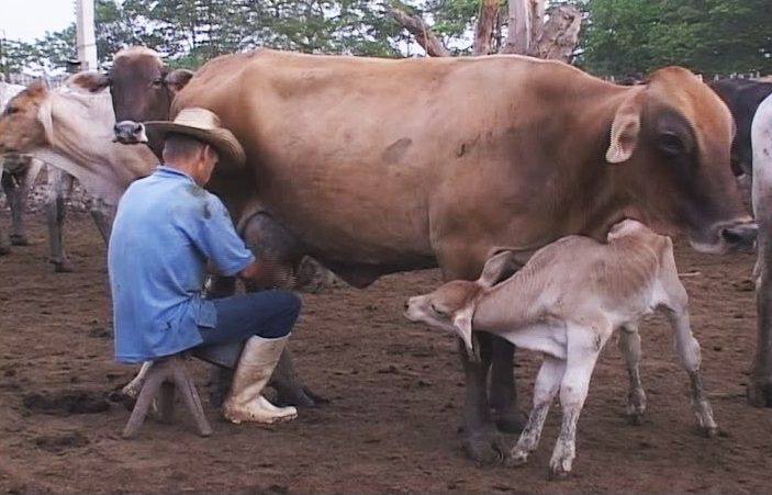 Sobresalen además en la entrega de leche vacuna con más de dos mil litros a la Industria láctea de un plan de mil 138, resultados que a saludar el 150 Aniversario del inicio de nuestras gestas libertarias // Foto Archivo RG