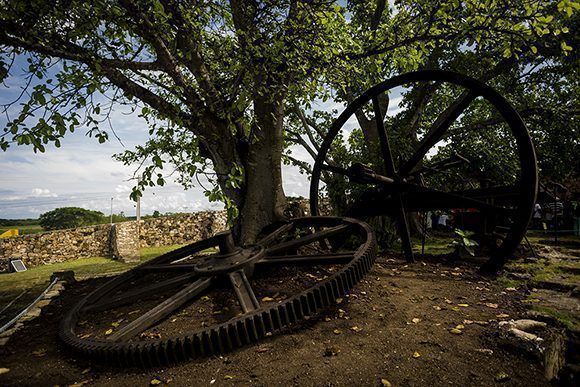 Un jagüey aprisiona la rueda dentada, restos de lo que quedó de la máquina de vapor que formaba parte del ingenio. Foto: Irene Pérez/ Cubadebate.
