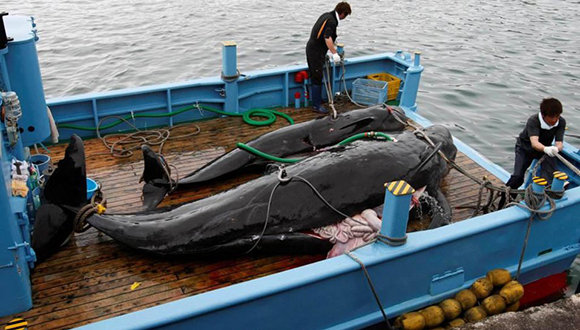 La caza comercial de ballenas llevó a los cetáceos al borte de la extinción. Foto: @Milenio/ Twitter.