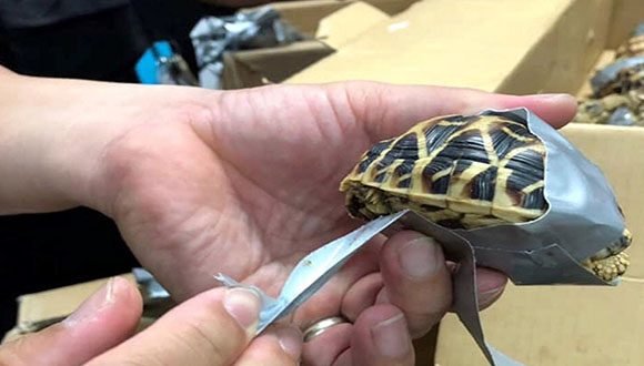 Encontraron más de 1.500 tortugas exóticas vivas, envueltas en cinta adhesiva, y empacadas en maletas en un aeropuerto de Filipinas.