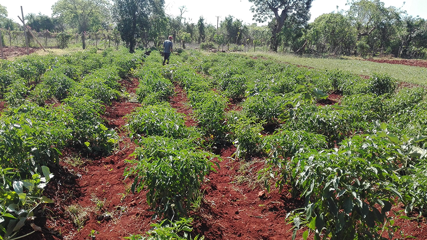 La Esperanza, finca de referencia nacional // Foto Marlene Herrera