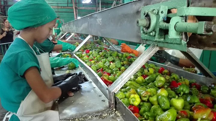 Los ajíes pimientos se transforman en vegetales esterilizados y conservados en latas de un galón y cubetas plásticas // Foto Marlene Herrera