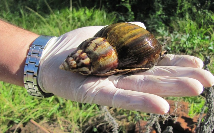 Caracol gigante africano. Foto tomada de Internet