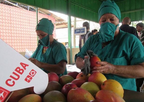 Trabajadoras de la UEB Acopio y Mercado de Frutas garantizan el correcto beneficio y embalaje del mango. Foto: Ortelio González Martínez/Granma.