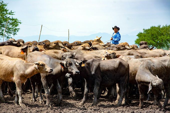 Foto: Luis Carlos Palacios/ La Demajagua