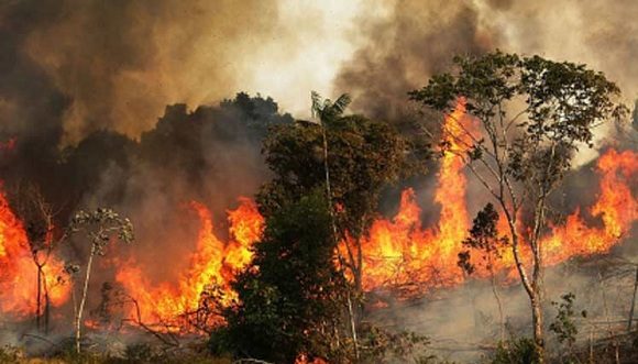 La presidenta de la Asamblea General de Naciones Unidas destacó que l selva amazónica y los bosques son cruciales para abordar el cambio climático, y fomentar la biodiversidad, la conservación y la seguridad alimentaria. Foto: Prensa Latina