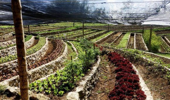 Finca agroecológica en Cuba. Foto: Archivo.