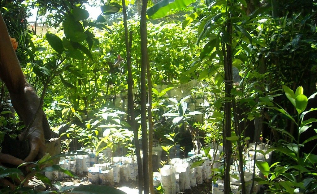 Las 1300 hectáreas de bosques son reforestadas con posturas logradas por los trabajadores silvícolas // Foto Archivo