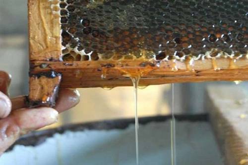 La miel es un producto de alto valor nutricional y curativo // Foto Juventud Rebelde/Internet 