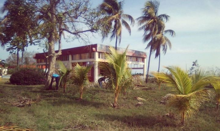 La Sucursal Islazul Granma impulsa el trabajo hoy en el área del Organoponico destinada a los cocoteros, quitando la maleza a machete, haciéndole ruedos. De esta área se obtendrán cocos pra la coctelería // Foto tomada del perfil de Iosmani Ferrer