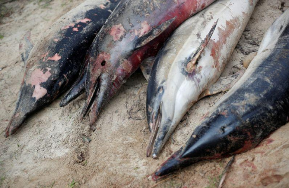 Foto de archivo ilustrativa de delfines hallados muertos en playas de Barbatre, en Francia. Feb 11, 2020. Foto: REUTERS/Stephane Mahe.