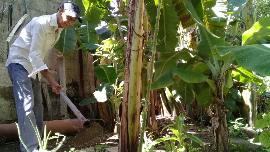 Manuel Japuz Durán ha logrado incrementar las variedades de alimentos en el patio de su casa //Foto Eliexer Pelaez Pacheco