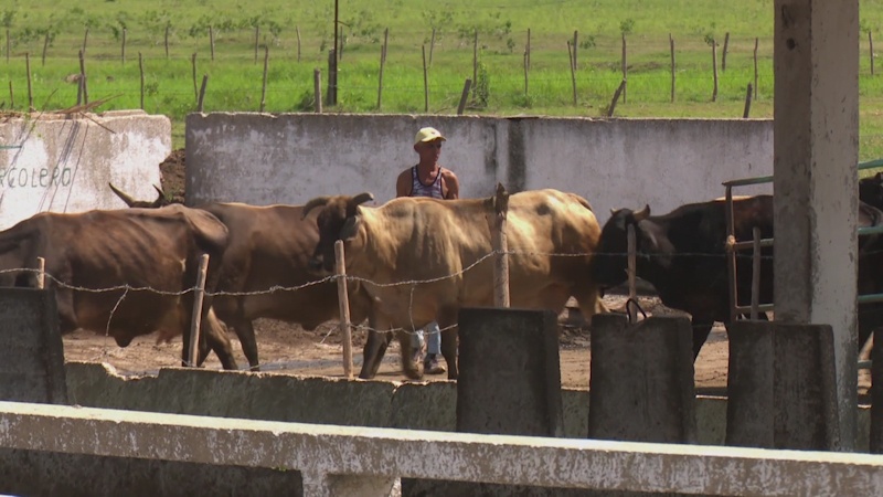 Protección del ganado ante el paso de tormenta tropical Laura// Foto CNC TV 